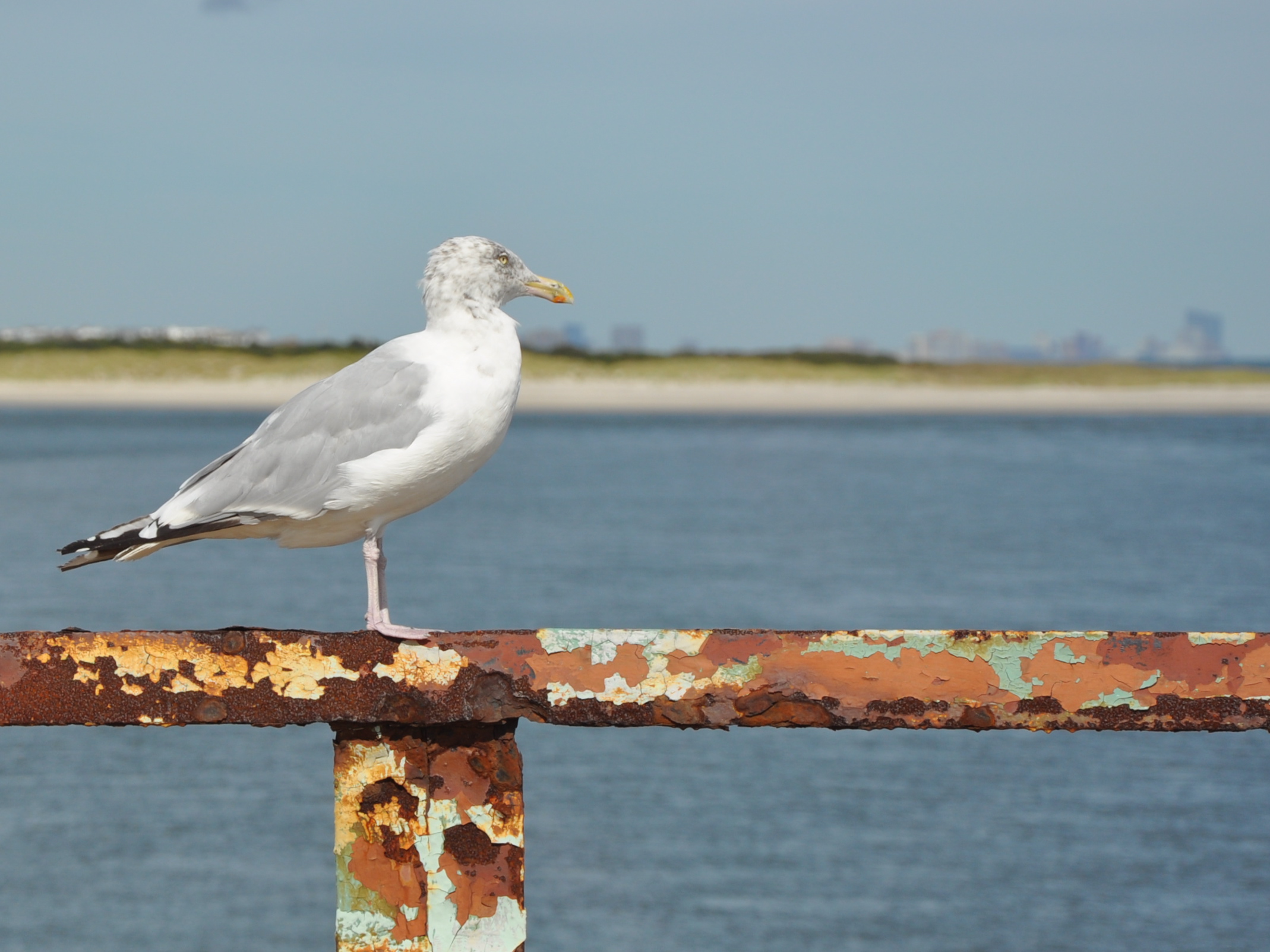 Seagull on a Bridge